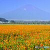 霞む富士と輝くコスモス