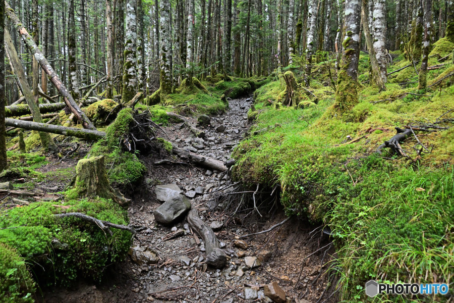 苔むす登山道