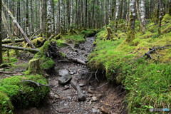 苔むす登山道
