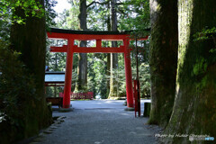 箱根神社 第四鳥居