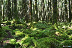 苔むす丸山の森周辺