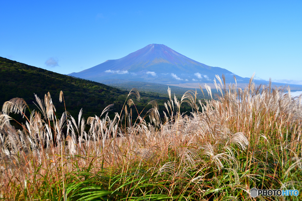 ススキと富士山