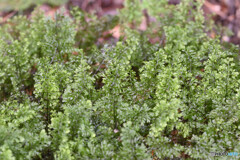 コケシノブの仲間 コケシノブの仲間