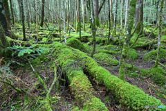 苔むす森
