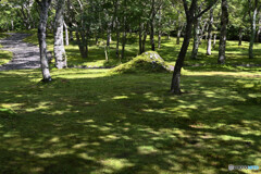 苔庭の様子