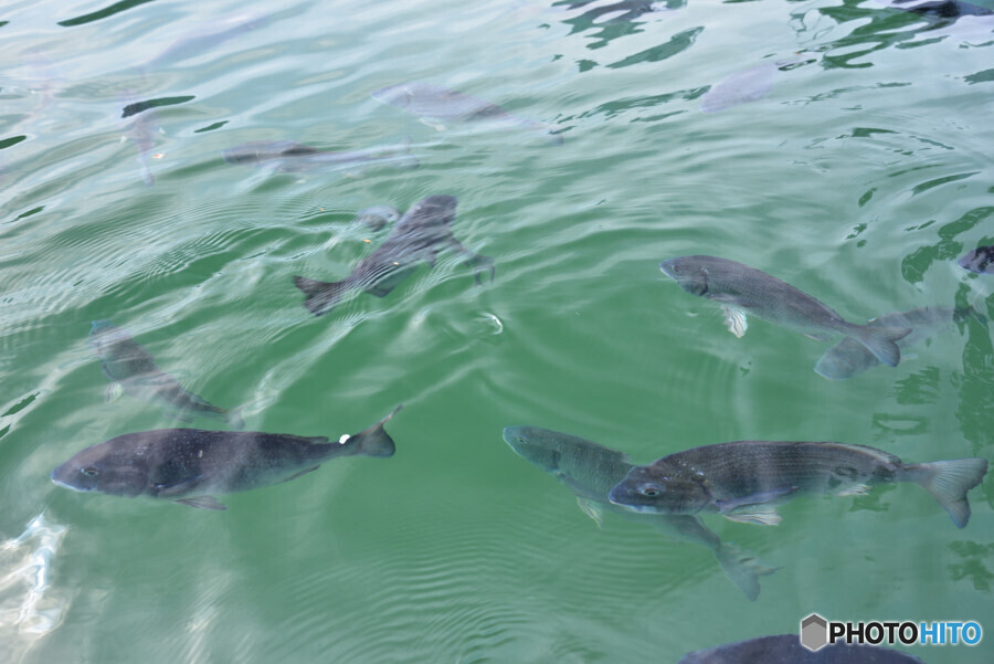 高松城お堀の黒鯛
