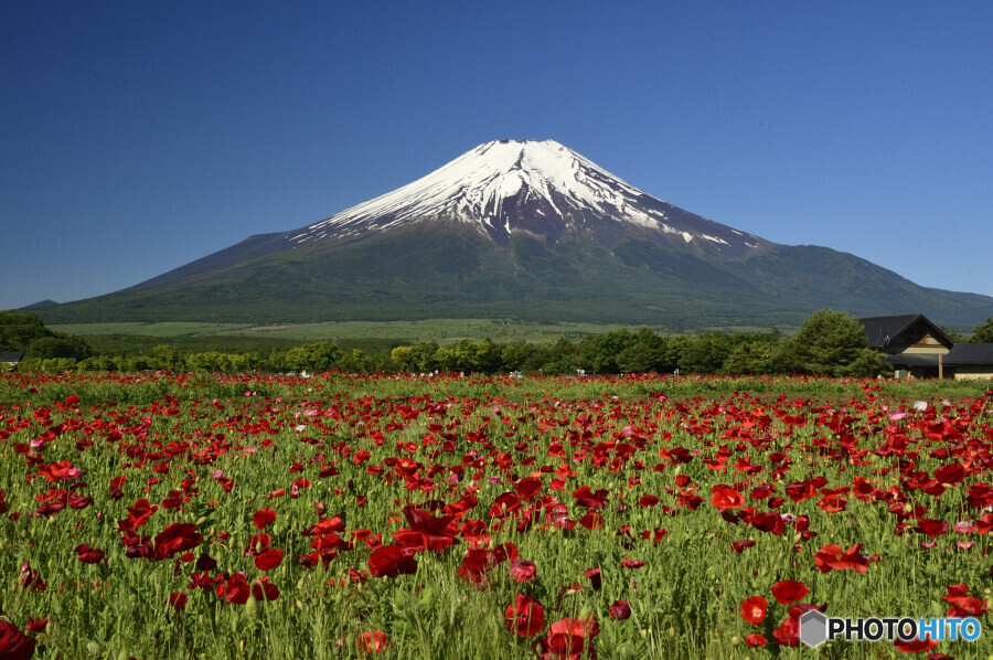 ポピーと富士山