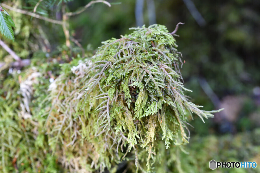 タチハイゴケのオブジェ