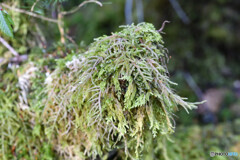 タチハイゴケのオブジェ