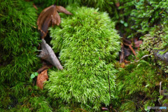 ホソバオキナゴケあたりでしょうか…