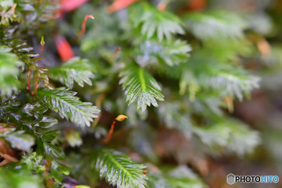 ホウオウゴケ