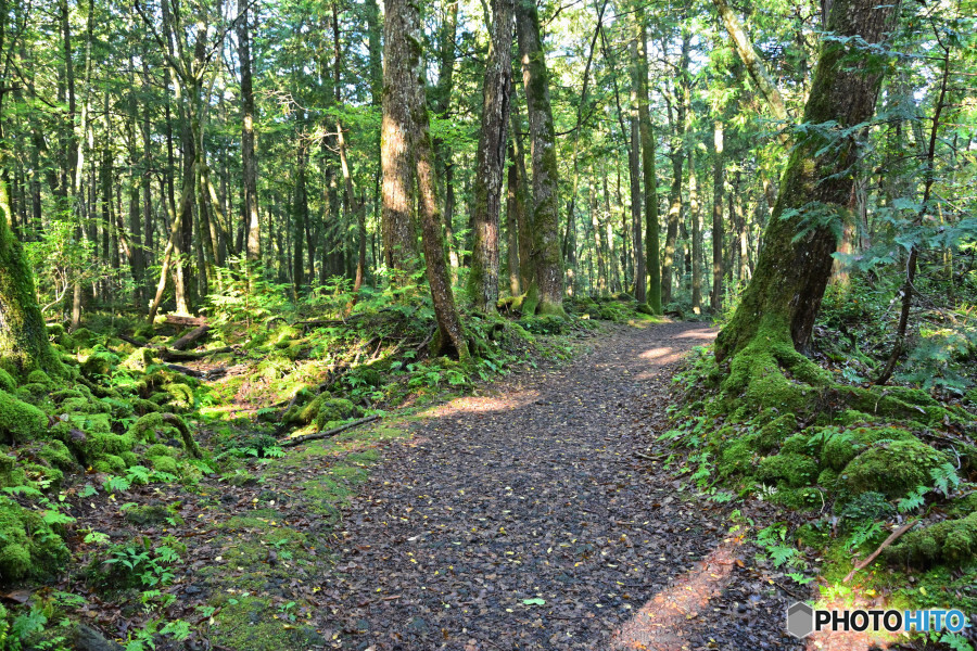 樹海内の遊歩道