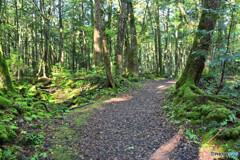 樹海内の遊歩道