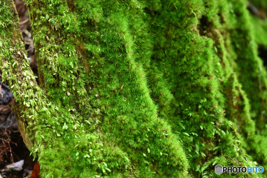 苔むす樹幹
