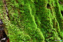 苔むす樹幹