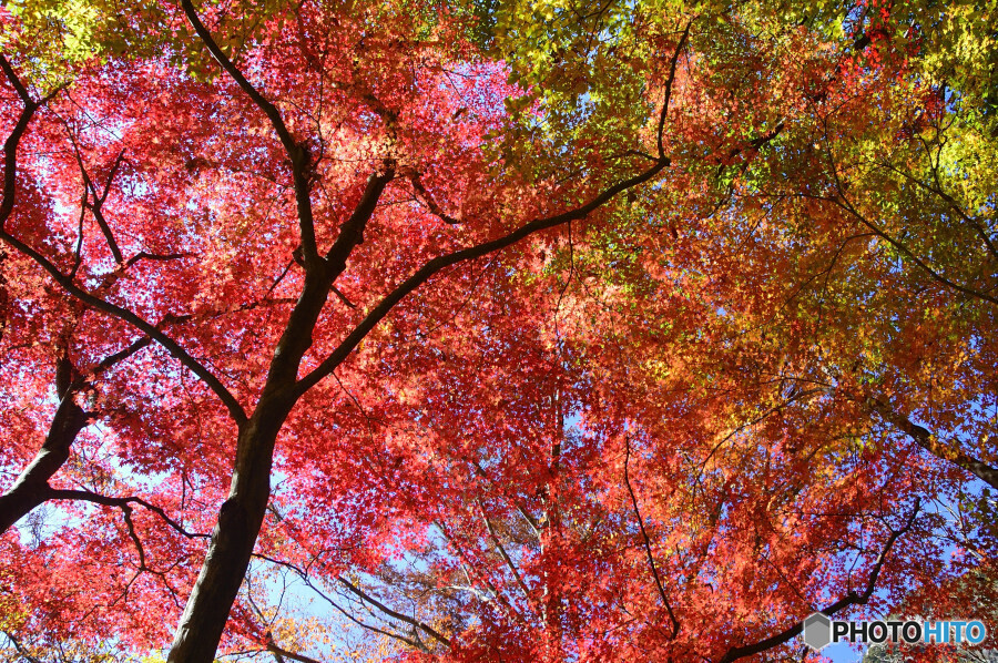 昇仙峡の紅葉
