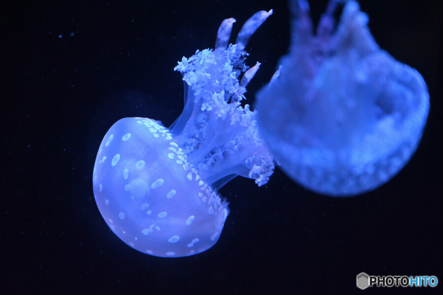 タコクラゲの仲間