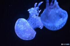 タコクラゲの仲間