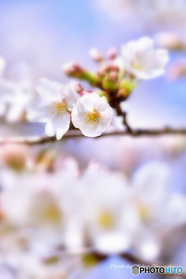 近所の桜