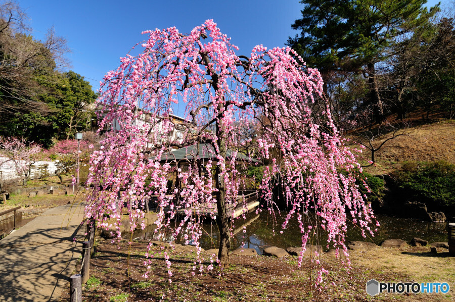 大倉山公園 梅林