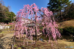 大倉山公園 梅林