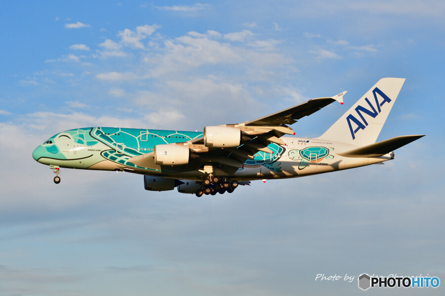 ANA フライングホヌ カイ