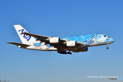 ANA フライングホヌ ラニ