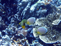 フウライチョウチョウウオ