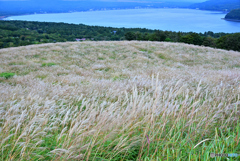すすきと山中湖