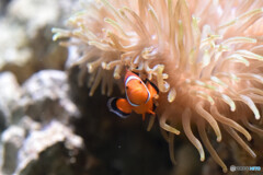 カクレクマノミとシライトイソギンチャク