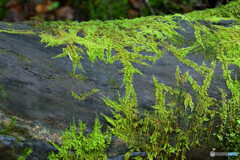 樹木に張り付く苔