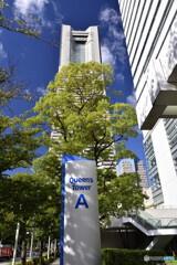 さくら通りにて