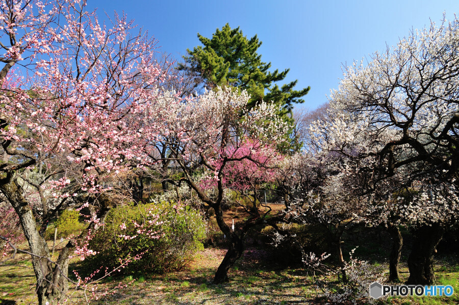 大倉山公園 梅林