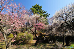 大倉山公園 梅林