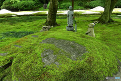 苔むす庭園