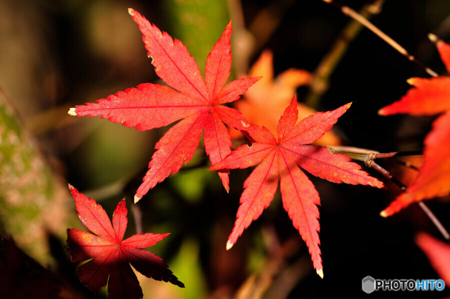 紅葉する伊呂波楓