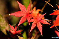 紅葉する伊呂波楓