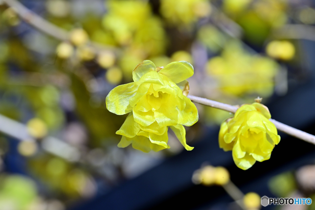 我が家の蝋梅は花盛り（4）