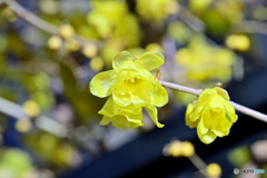 我が家の蝋梅は花盛り（4）