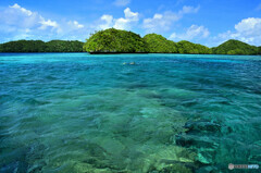 パラオの海でシュノーケリング