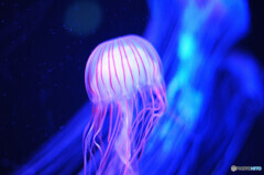 マリンワールド海の中道にて