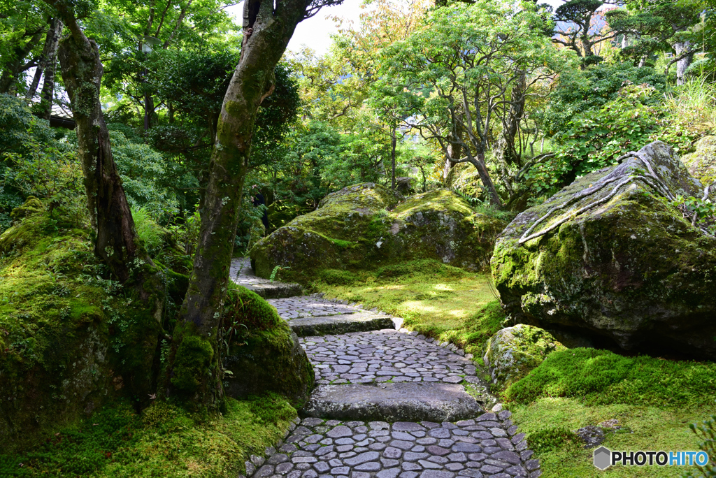 苔庭にて