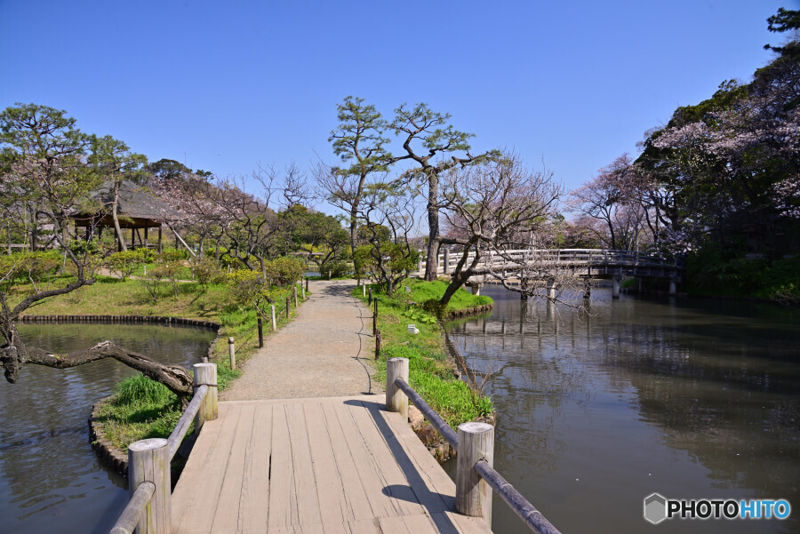 春の横浜三渓園にて