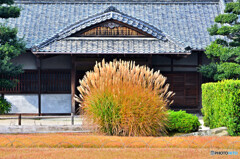 秋色岡山後楽園