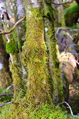 苔むす樹木