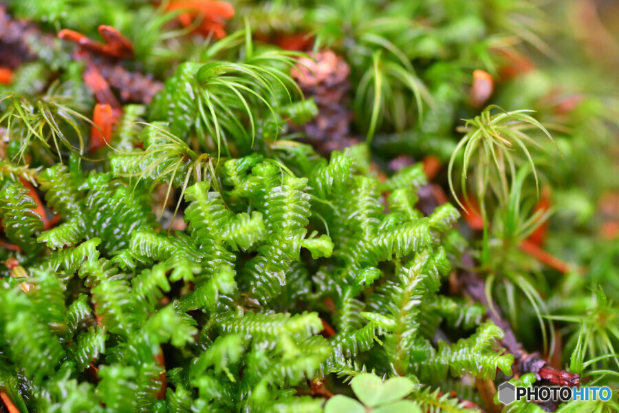 ヨシナガムチゴケ