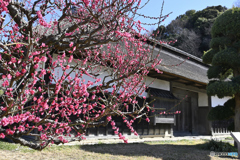 横浜市指定有形文化財飯田家住宅と紅梅