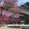 横浜市指定有形文化財飯田家住宅と紅梅