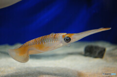 マリンワールド海の中道にて