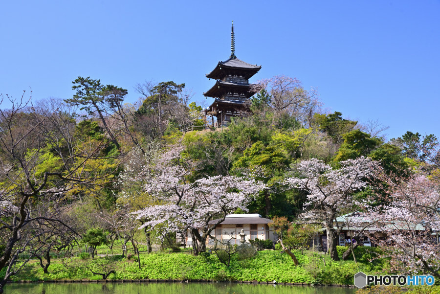 春の三渓園にて